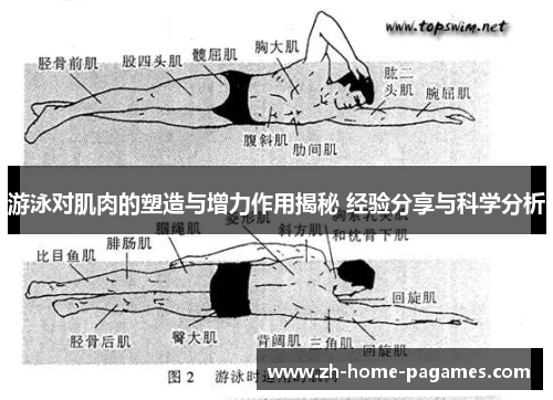 游泳对肌肉的塑造与增力作用揭秘 经验分享与科学分析
